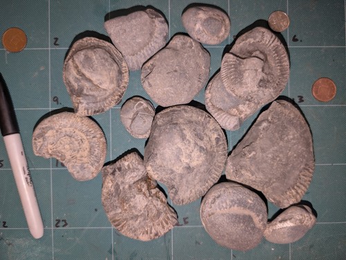 Collection jurassic - collection, of