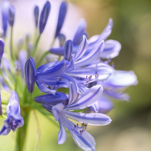 Agapanthus africanus pitchoune - africanus,
