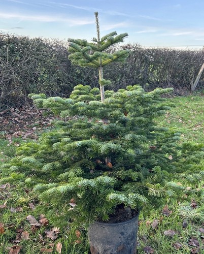 Nordmann fir christmas tree - christmas,
