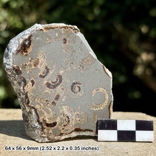 Promicroceras ammonite fossil - ammonite,