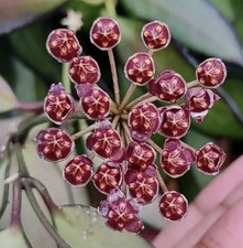 Hoya Rosita Fresh Cutting Plant