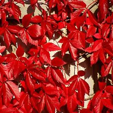 Virginia Creeper -