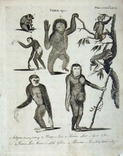 Original Old Antique Print Encyclopaedia Britannica Simlae Apes Gibbon Mammals