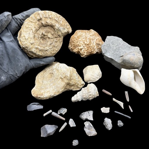 1kg british jurassic fossil - jurassic,