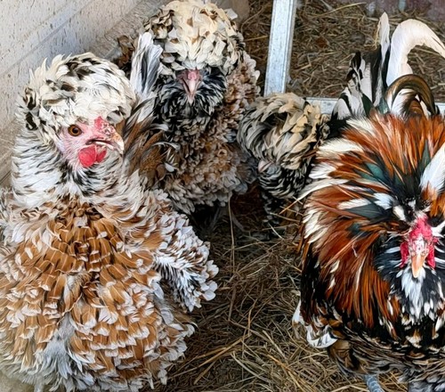 Polish hatching eggs - +,