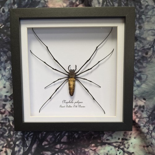 Giant golden orb weaver spider - giant,