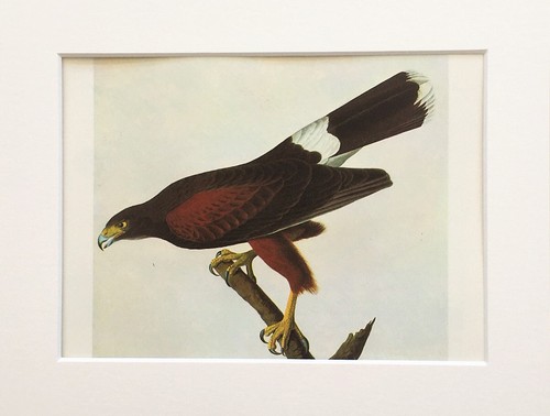 Harris hawk audubon 1966 - harris,