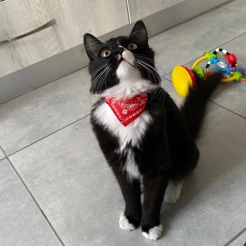 Dog bandana collar pet - collar,