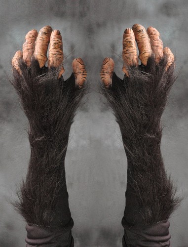 Chimpanzee chimp great ape - chimp,