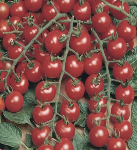 Piccolo cherry tomato - 6, x