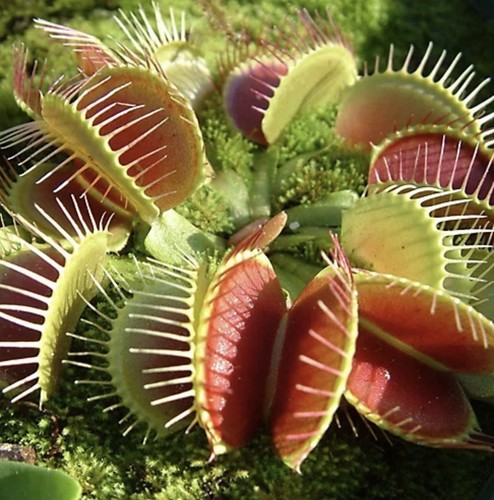 Venus fly trap dionaea - x,