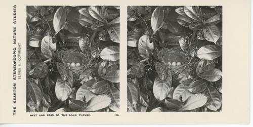 Antique kearton stereoscopic - kearton,