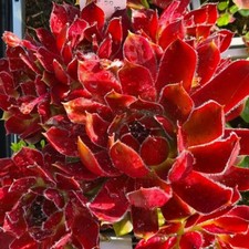 A NEW Sempervivum 'Red Summer'