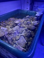 Indonesian Live Rock - 1KG 5KG