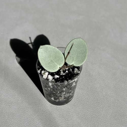 Hoya mathilde gray - hoya,