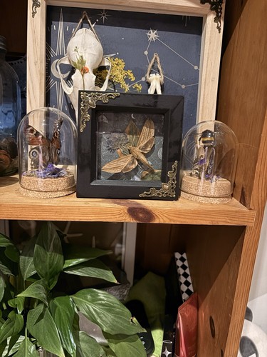 Hawk moth taxidermy - taxidermy, mounted