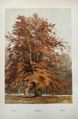 Antique print beech - print, tree
