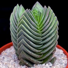 Crassula Columnaris " Buddha's Temple" unusual succulent plant in 5 cm pot