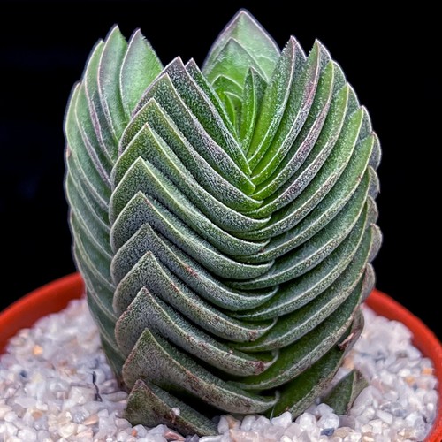 Crassula columnaris buddha - columnaris, "