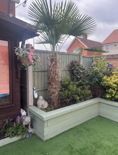 Large trachycarpus palm tree - large,