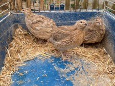 🐤Best buy 🟣 5 ❎