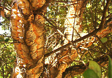 Cork Oak, QUERCUS SUBER, evergreen tree, knobbly bark, 20-30cm tall