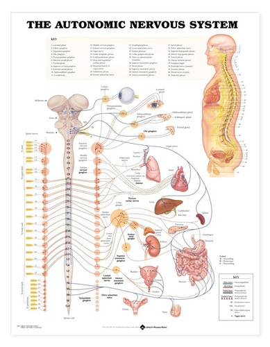The autonomic nervous system - the,