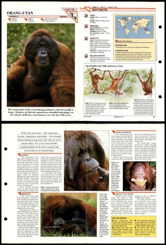 Orang utan mammals - orang-utan, #16
