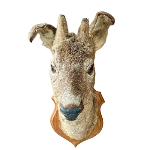 French taxidermy roe - french,