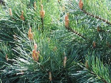 Scots Pine (Pinus Sylvestris) Conifer In 9 Cm Pot
