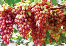 MANICURE - FINGERS GRAPES- 1