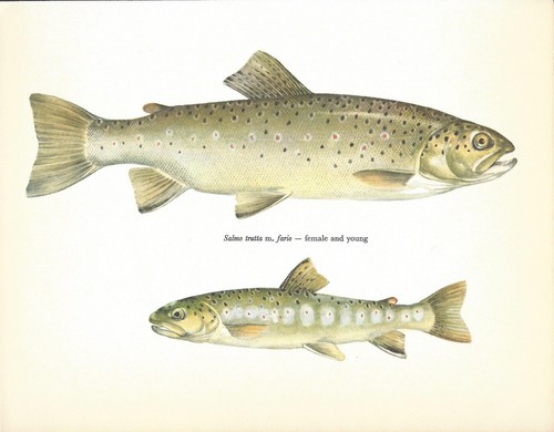 Beautiful female brook brown - female,