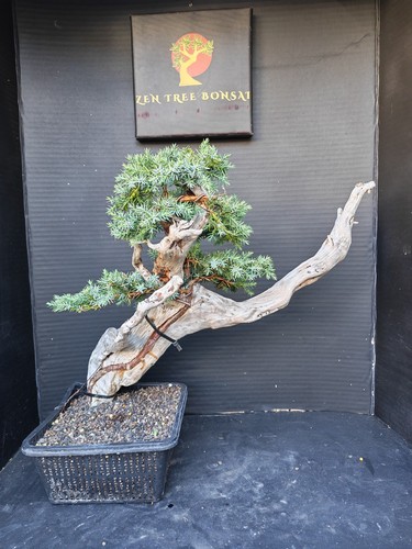 Tanuki needle juniper - tanuki,