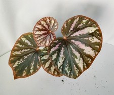 Begonia 'Candy Stripes' Live