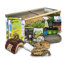 Swell Reptiles Tortoise