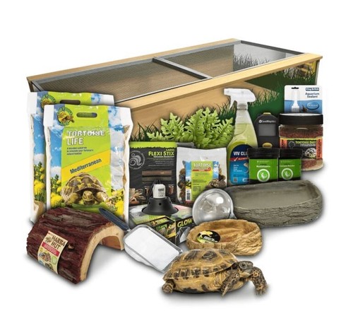 Swell reptiles tortoise - swell,