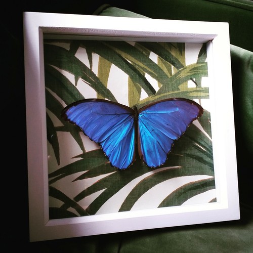 Real framed butterfly huge - butterfly,