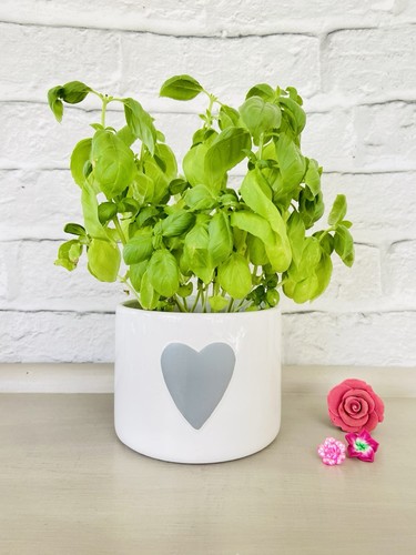 Heart plant pot - plant,