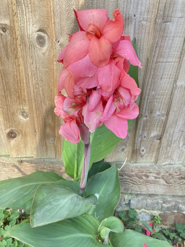 Canna lily plant salmon pink - plant,salmon,