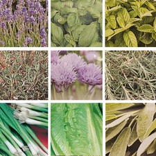 16x Organic Herb Vegetable