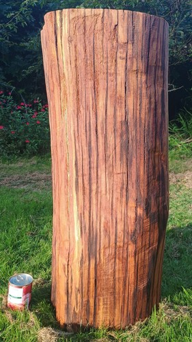 Huge log table tree - , trunk