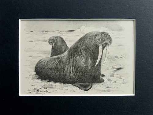 Walrus mounted antique - mounted,