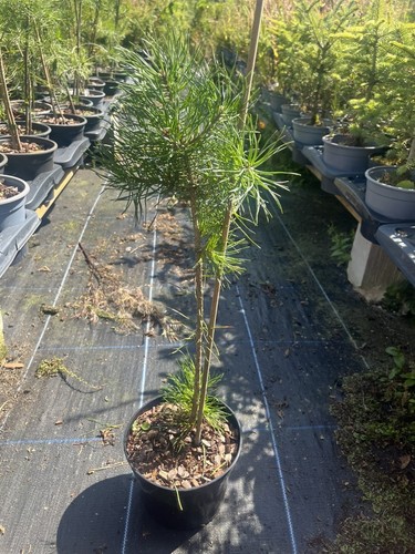 Scots pine pinus sylvestris - scots,