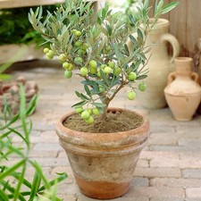 1 x Mini Olive Tree Olea