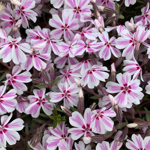Phlox plug plant garden - 3x,