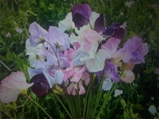 10 Lathyrus Odoratus (sweet