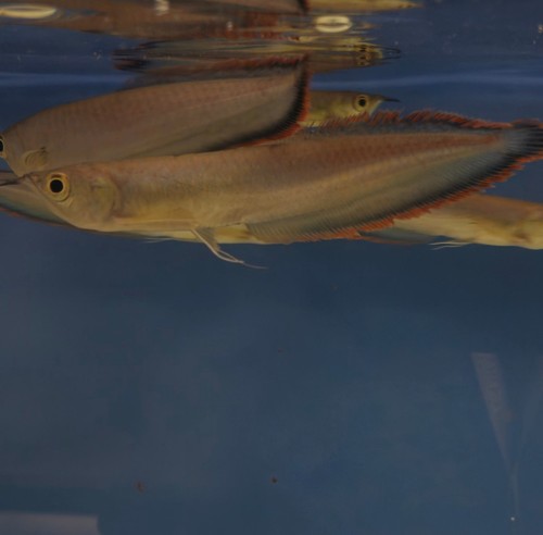 Wild caught black arowana - wild,