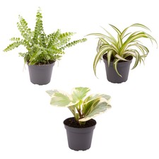 House Plant Collection, 3 Mini