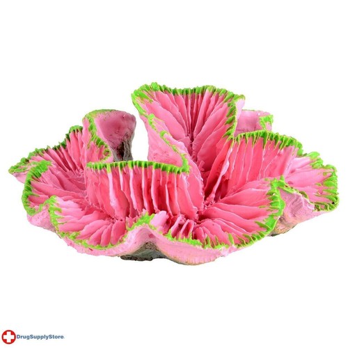 Open brain coral - ra,