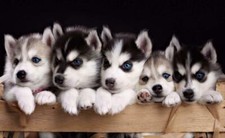 CUTE SIBERIAN HUSKY PUPPIES GLOSSY POSTER PICTURE PHOTO wolf pup puppy dogs 3066